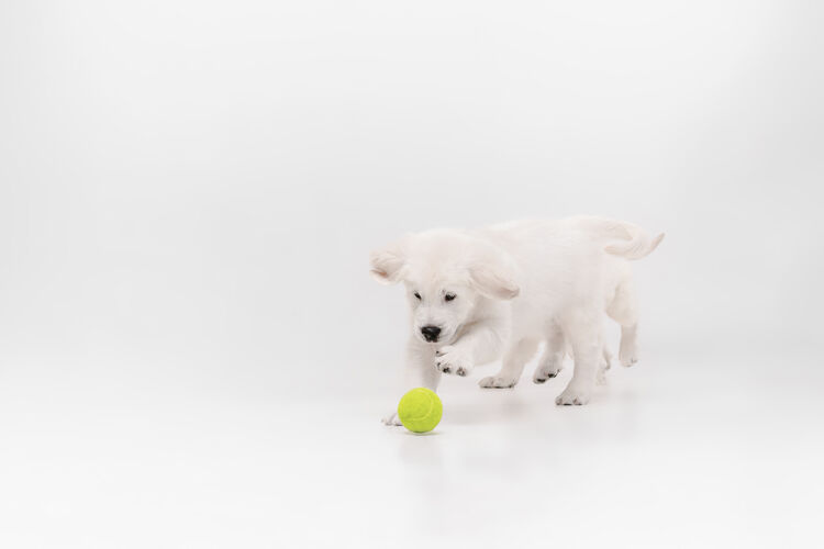 活跃捕捉英国奶油金色寻回犬玩可爱好玩的小狗或纯种宠物看起来可爱孤立的白色背景金色哺乳动物玩耍