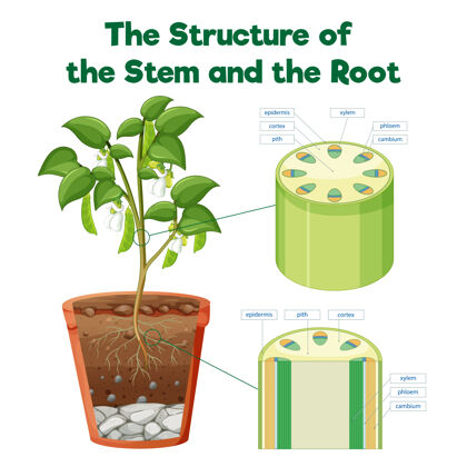 过程茎和根的结构外部解剖学内部