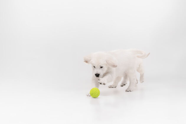 活跃捕捉英国奶油金色寻回犬玩可爱好玩的小狗或纯种宠物看起来可爱孤立的白色背景金色哺乳动物玩耍