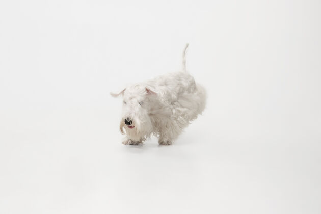 纯种毛茸茸的小猎犬可爱的白色小狗或宠物正在白色背景上玩耍和奔跑年轻全狗