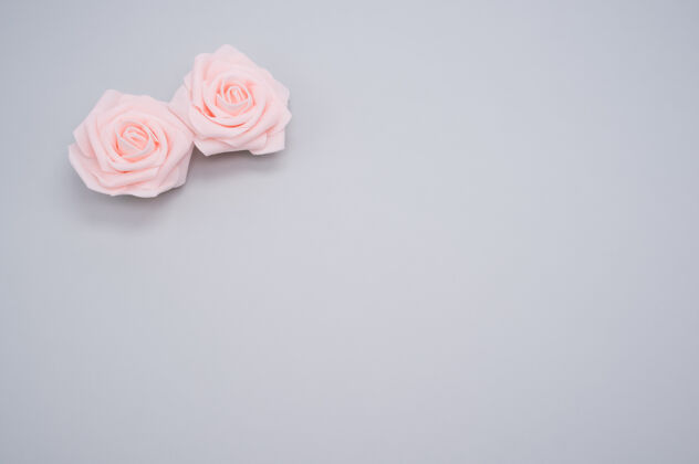 花朵两朵粉红玫瑰的特写镜头 在蓝色背景上 有复制空间自然粉色花