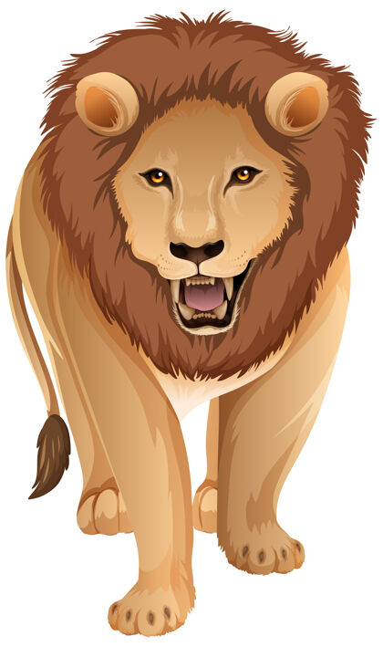 非洲前面的成年狮子站在白色背景上的立场食肉动物生命狮子