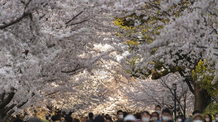 花桃树在日本开花花开花美丽