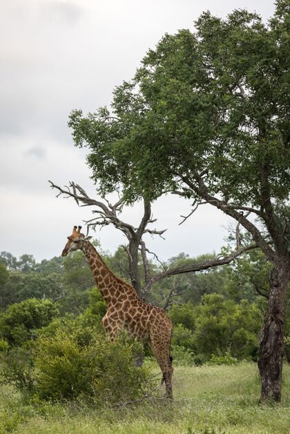 高一只可爱的长颈鹿在荒野的绿树中行走的垂直特写镜头可爱肖像非洲
