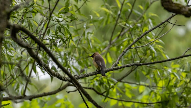 公园选择性聚焦拍摄栖息在树枝上的王鸟树枝树翅膀