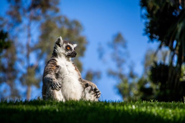 森林一只可爱的狐猴白天坐在公园草地上的低角度镜头国家树动物