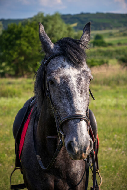 马术阳光下 一匹灰色的马在绿树成荫的田野里的垂直镜头马毛皮家养