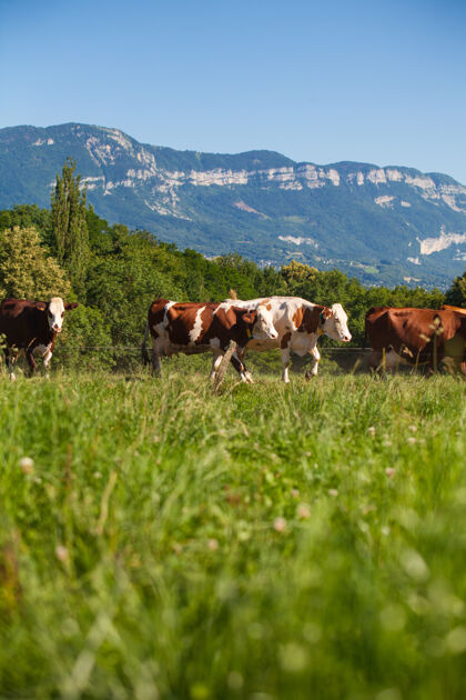 奶酪春天 一群奶牛在法国为格鲁耶尔奶酪生产牛奶村庄乡村季节