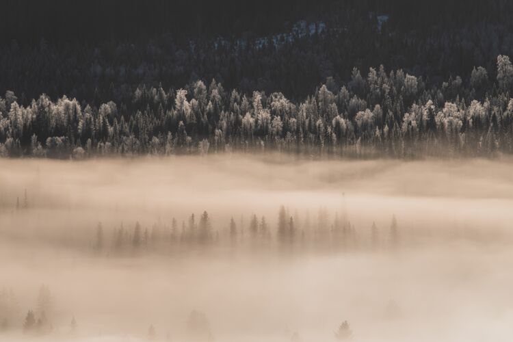 冰冬天阳光下 一片被雪和雾覆盖的森林的景色雪风景森林