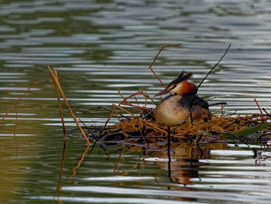 动物白天在湖里的大凤头雀湖泊巢穴鸟