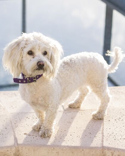 小狗一个可爱的 可爱的毛白色卷毛狗与紫色的项圈拍摄贵宾犬皮毛智力