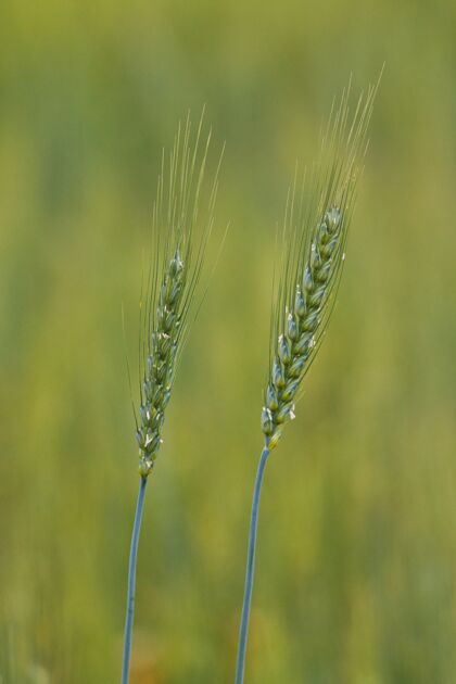 农业背景模糊的小黑麦植物特写镜头蔬菜自然农场