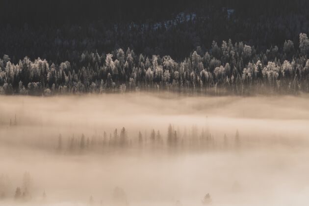 冰冬天阳光下 一片被雪和雾覆盖的森林的景色雪风景森林