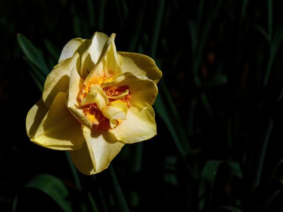 开花精选聚焦拍摄美丽的黄水仙花花春天自然