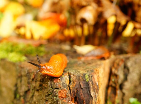 自然一只蜗牛没有壳的特写镜头在阳光下被树林和苔藓包围天线野生苔藓