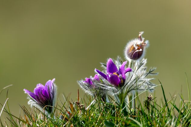 开花背景模糊的紫色百喜草特写镜头自然开花细节
