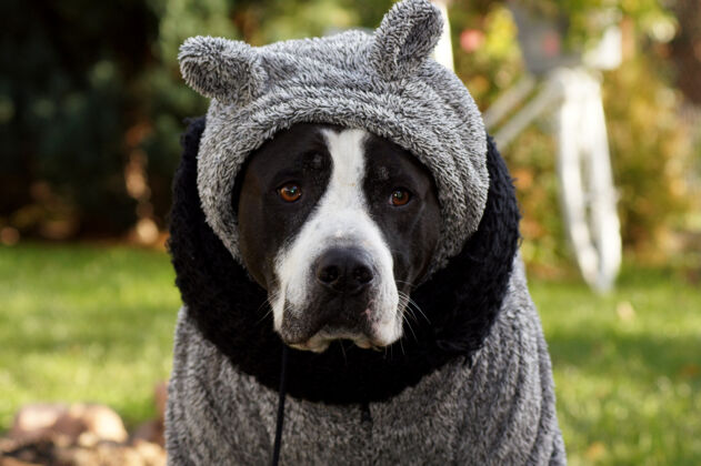 毛衣一只穿着灰色冬衣的狗的选择性聚焦镜头毛皮衣领狗