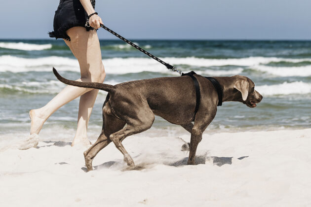 狗在海滩上遛狗的女人放松散步波兰