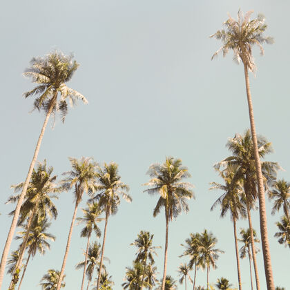 天空夏天的棕榈树天堂热带夏天