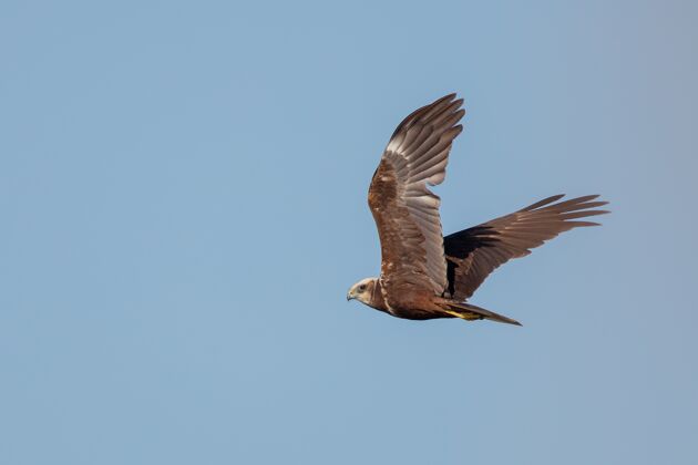 喙红尾鹰在晴朗的蓝天下飞翔动物秃鹫鸟