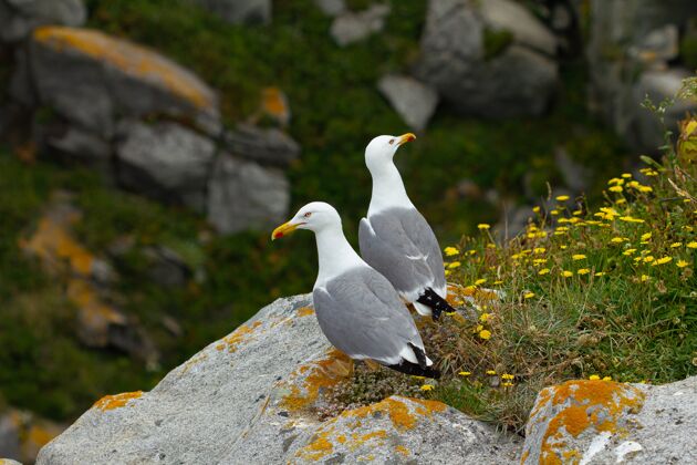羽毛高角度拍摄的两只黄腿海鸥站在一块有黄色野花的岩石上海洋动物海鸥