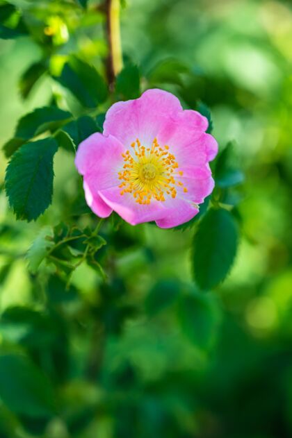 公园一个美丽的粉红色野生玫瑰垂直特写镜头叶颜色花
