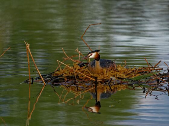 涉水白天在湖里的大凤头雀喙动物群英格兰