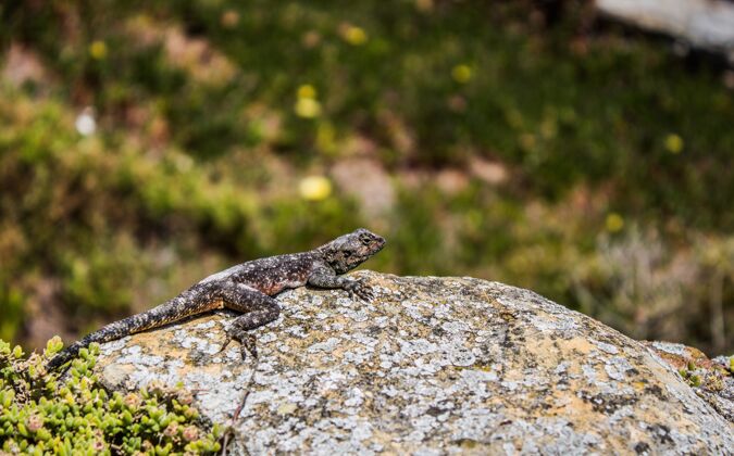 濒危一只黑绿蜥蜴在岩石上的水平镜头尾巴捕食者沙漠