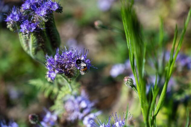 花蜜蜂在美丽的紫色薄荷花上的特写镜头龙花蜜花朵