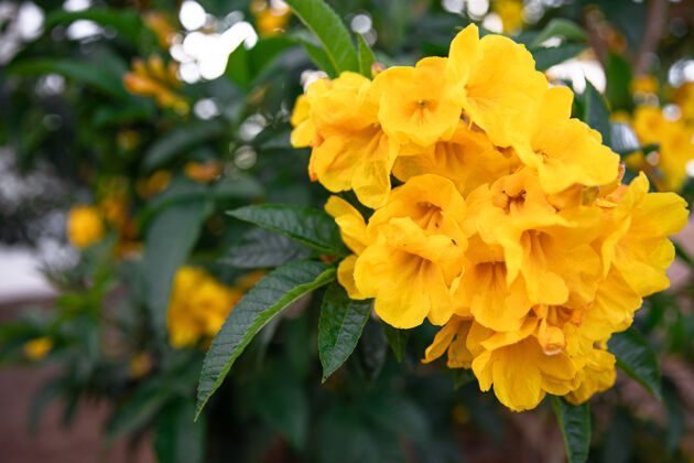 花在树上开着黄色的花埃及的奇异植物异国情调自然特写