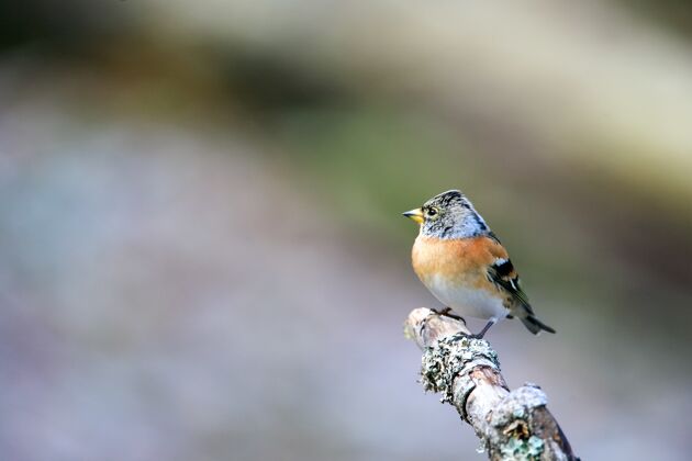 动物选择性聚焦拍摄一个可爱的喧闹鸟坐在木棍与模糊的背景雀自然选择性聚焦