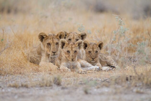 非洲一群可爱的小狮子躺在田野中间的草地上草毛发绿色