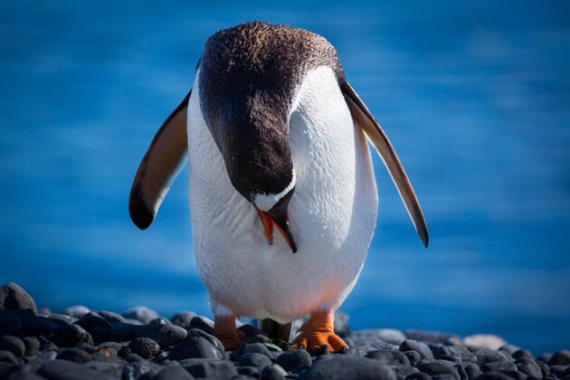 河流选择性聚焦拍摄一只企鹅头朝下站在南极洲的石头上寒冷脸野生动物