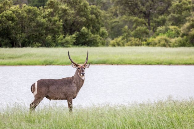 驯鹿森林里一只美丽的羚羊站在湖边的特写镜头羚羊野生动物雄鹿