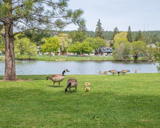 鸟鹅和它们的宝宝在湖边吃草的风景照草地自然风景