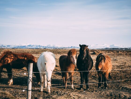 动物不同颜色的马站在牧场上牧群农场草地