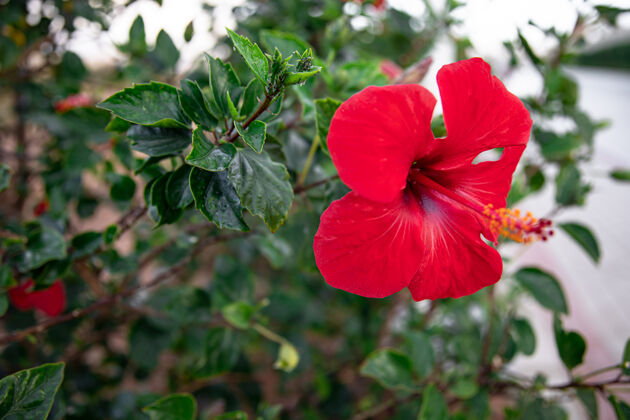 花儿一朵中心突出的浓密的红花花儿热带花儿