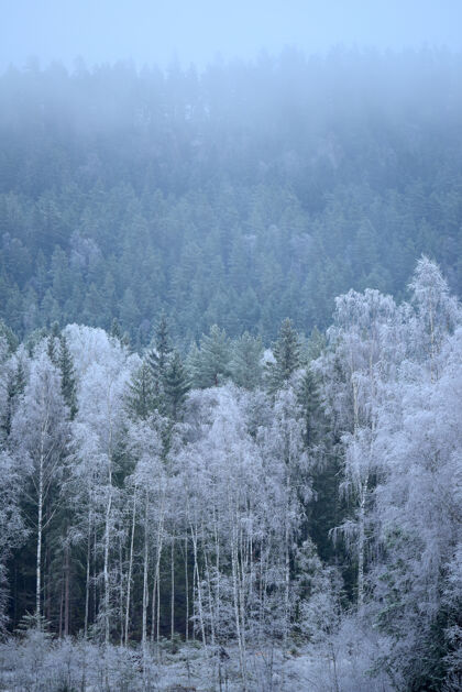 天气冬季自然美景的垂直拍摄霜冻冰冻森林