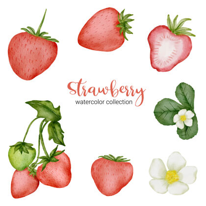 手绘草莓在水彩收藏与花卉和树叶与分支水果水彩画多彩