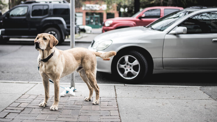 拉布拉多短毛棕色狗站在路边停着的灰色汽车旁边压力加拿大人行道