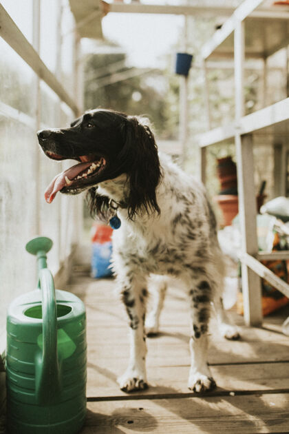 小狗温室里的英国猎犬自然建筑动物
