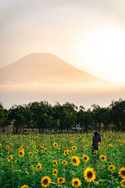 花垂直拍摄向日葵在田野里与一座山田野充满活力花瓣