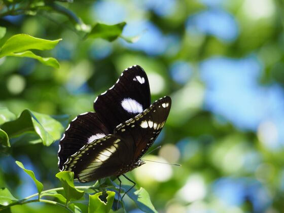 野生动物树枝上的黑白蝴蝶树动物翅膀