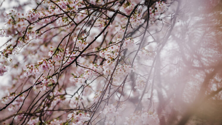 树粉红色的花阳光樱花花