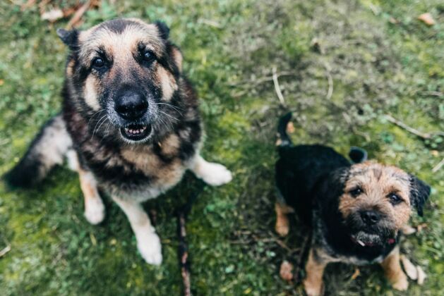 拉布拉多可爱的边境梗狗和德国牧羊犬坐在草地上贵宾犬比格犬猎犬