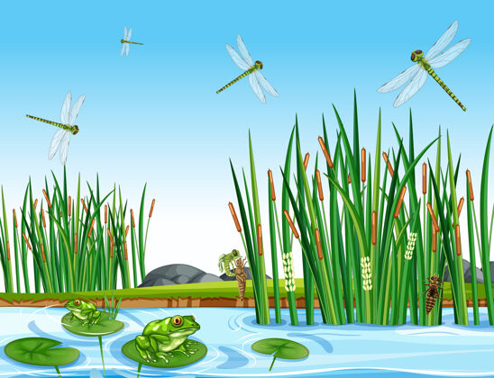 外面池塘里有许多绿色的青蛙和蜻蜓腿卡通生态