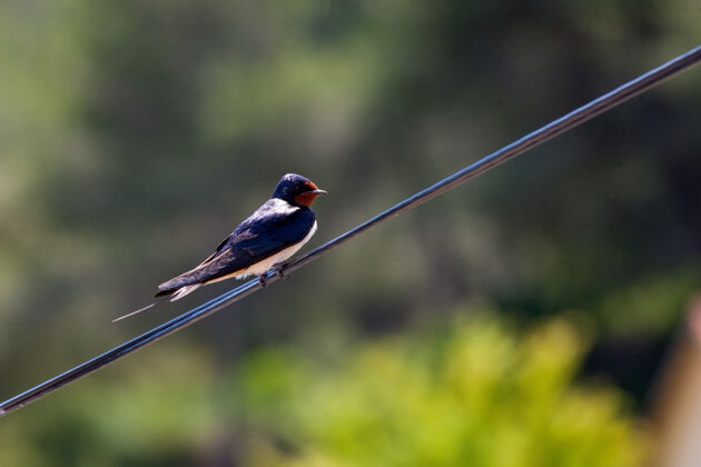 乡村一个可爱的谷仓燕子在电线上的特写镜头苍蝇羽毛可爱
