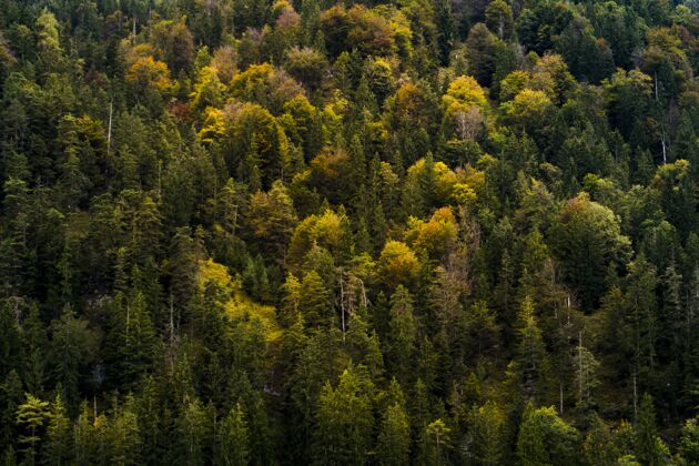 景观高角度拍摄美丽的森林和秋天的彩色树木乡村环境树叶