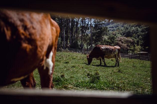 牛棕色和白色的奶牛在篱笆里哺乳动物乡村奶牛