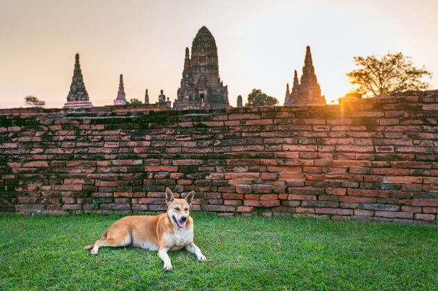 普吉岛狗在大城府历史公园 在泰国的瓦特查纳拉姆佛教寺庙日出风景传统